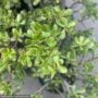 Jade – Regular Stump – 7 Gallon Pot